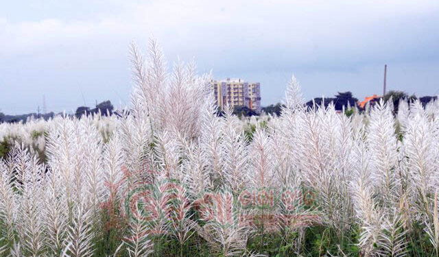 ଧରଣୀରାଣୀର ଶୋଭା ବୃଦ୍ଧି କରୁଛି “କାଶତଣ୍ଡି’’ ଫୁଲ