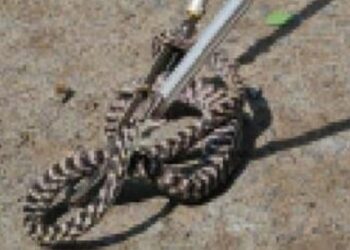 ମୋହନା ମାଣିକେଶ୍ଵରୀ ଅଙ୍ଗନଓ୍ବାଡି କେନ୍ଦ୍ରରୁ ବିଷଧର ସାପ ଉଦ୍ଧାର