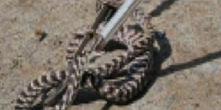 ମୋହନା ମାଣିକେଶ୍ଵରୀ ଅଙ୍ଗନଓ୍ବାଡି କେନ୍ଦ୍ରରୁ ବିଷଧର ସାପ ଉଦ୍ଧାର