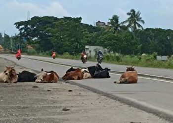 ରାଜ ରାସ୍ତାରେ ଷଣ୍ଢମାନଙ୍କର ଆନ୍ଦୋଳନ : ଗୋ -ଶାଳା ପ୍ରତିଷ୍ଠା ପାଇଁ ଦାବୀ