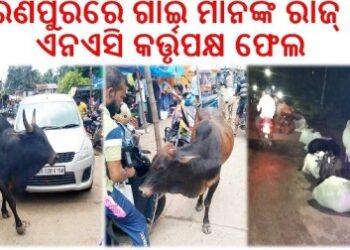 ରଣପୁରରେ ଗାଇ ମାନଙ୍କ ରାଜ୍ : ଏନଏସି କର୍ତ୍ତୃପକ୍ଷ ଫେଲ – ନିନ୍ଦା କରୁଛନ୍ତି ବୁଦ୍ଧିଜୀବୀ ଓ ଜନସାଧାରଣ