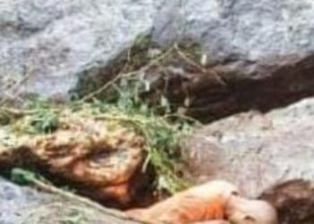 ଗଜପତି : ଆଶ୍ରୟ ନେଇଥିବା ପଥର ହିଁ ଜୀବନ ନେଇଗଲା…..ଚାପି ହୋଇ ଜଣେ ମୃତ