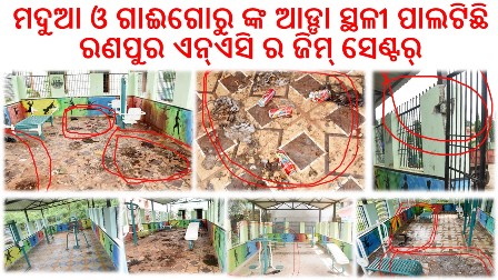 ମଦୁଆ ଓ ଗାଈଗୋରୁ ଙ୍କ ଆଡ୍ଡା ସ୍ଥଳୀ ପାଲଟିଛି ରଣପୁର ଏନ୍ଏସି ର ଜିମ୍ ସେଣ୍ଟର୍
