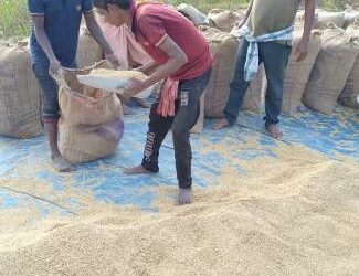 ଠିକାଦାରଙ୍କ କବଜାରେ ସରକାରୀ ଖଳା : ଧାନ ରଖିବାକୁ ଜାଗା ନାହିଁ