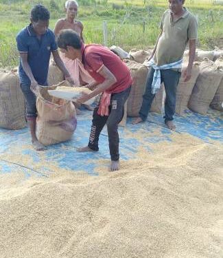 ଠିକାଦାରଙ୍କ କବଜାରେ ସରକାରୀ ଖଳା : ଧାନ ରଖିବାକୁ ଜାଗା ନାହିଁ