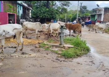 ବାତ୍ୟାରେ ଭାଙ୍ଗିଲା ବାସ ଘର