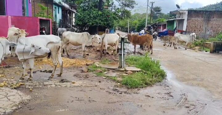 ବାତ୍ୟାରେ ଭାଙ୍ଗିଲା ବାସ ଘର