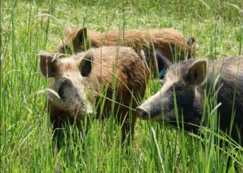 ଗଜପତି ଜିଲ୍ଲାରେ ବାରହା ଉପଦ୍ରଵ….. ଧାନ ଫସଲ ବଞ୍ଚେଇବା ପାଇଁ ଚାଷୀଙ୍କ ଦିବାରାତ୍ରି ପହରା