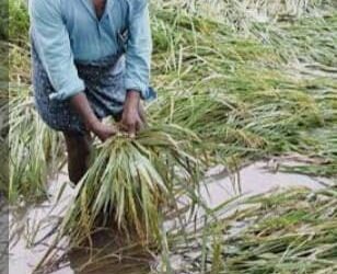 ମୋନ୍ଥା ବାତ୍ୟାରେ ଗଜପତି ଜିଲ୍ଲା ର କ୍ଷତିଗ୍ରସ୍ତ ଚାଷୀଙ୍କୁ ବର୍ତ୍ତମାନ ସୁଦ୍ଧା କ୍ଷତିପୂରଣ ବାବଦରେ କୌଣସି ସହାୟତା ମିଳିନାହିଁ