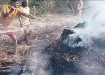 ଧାନଖଳା ରେ ନିଆଁ ଲାଗି ଚାରି ଏକର ଧାନ ନଷ୍ଟ