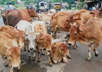 ଗଜପତିରୁ ରାଜ୍ୟ ବାହାରକୁ ଗୋଚାଲାଣ ବେଳେ 3 ଗୋଟି ଭ୍ୟାନରୁ 27 ଗୋରୁ ଉଦ୍ଧାର, 3 ଗିରଫ