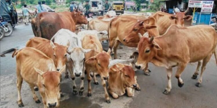 ଗଜପତିରୁ ରାଜ୍ୟ ବାହାରକୁ ଗୋଚାଲାଣ ବେଳେ 3 ଗୋଟି ଭ୍ୟାନରୁ 27 ଗୋରୁ ଉଦ୍ଧାର, 3 ଗିରଫ