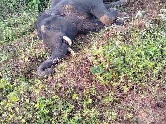 ଝିରିପାଣି ଜଙ୍ଗଲରେ ଦନ୍ତା ହାତୀର ମୃତ୍ୟୁ, କାରଣ ଅସ୍ପଷ୍ଟ