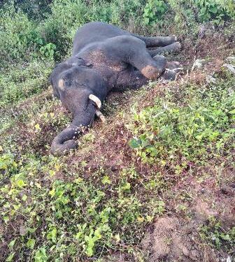 ଝିରିପାଣି ଜଙ୍ଗଲରେ ଦନ୍ତା ହାତୀର ମୃତ୍ୟୁ, କାରଣ ଅସ୍ପଷ୍ଟ