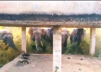 କୋଟଗଡ଼ ଅଭୟାରଣ୍ୟରେ ହାତୀ ଆତଙ୍କ : କପା,ମୁଗ,ବିରି ଫସଲ ନଷ୍ଟ