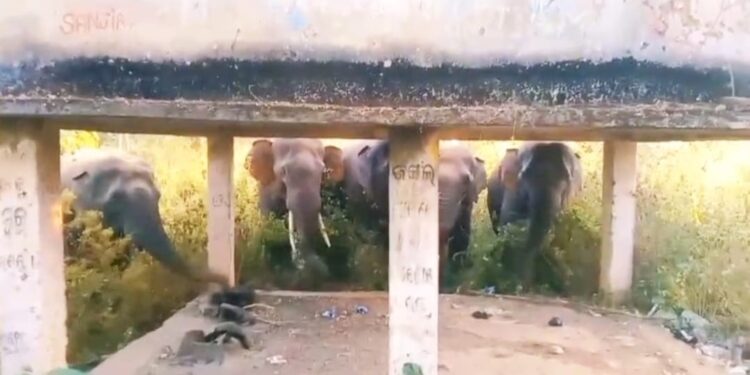 କୋଟଗଡ଼ ଅଭୟାରଣ୍ୟରେ ହାତୀ ଆତଙ୍କ : କପା,ମୁଗ,ବିରି ଫସଲ ନଷ୍ଟ