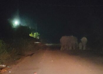 ଜଙ୍ଗଲୀ ହାତୀ ଆତଙ୍କ ରେ ଲୋକେ ହେଲେ ଭୟଭୀତ