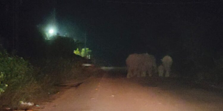 ଜଙ୍ଗଲୀ ହାତୀ ଆତଙ୍କ ରେ ଲୋକେ ହେଲେ ଭୟଭୀତ