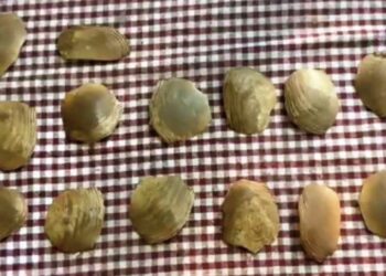 ପୁଲିସକୁ ଅଡ଼ୁଆ ବଜ୍ରକାପ୍ତା କାତି ତଦନ୍ତ ପରିସରଭୁକ୍ତ ହେବେ ଆଇଆଇସି : ଏସିଏଫ୍‌