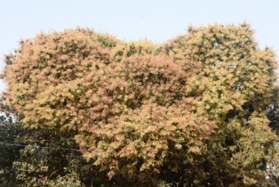 ଧରାରେ ବିରାଜମାନ ଋତୁରାଜ ବସନ୍ତ ସବୁଜ ଆମ୍ବଗଛରେ ହଳଦି ରଙ୍ଗର ବଉଳ ପେନ୍ଥା