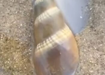 ସମୁଦ୍ରକୂଳେ ହଜାର ହଜାର ଜୀବନ୍ତ ଶାମୁକା ଆଗକୁ ବିପଦ ଆଶଙ୍କା