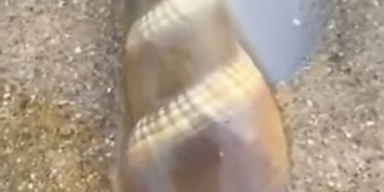 ସମୁଦ୍ରକୂଳେ ହଜାର ହଜାର ଜୀବନ୍ତ ଶାମୁକା ଆଗକୁ ବିପଦ ଆଶଙ୍କା