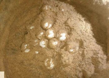 କୋଣାର୍କ ଉପକୂଳରେ ଅଲିଭରିଡଲେଙ୍କ ଅଣ୍ଡାଦାନ