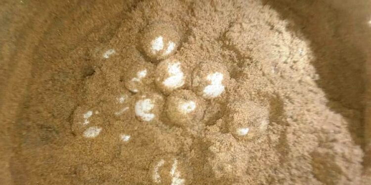 କୋଣାର୍କ ଉପକୂଳରେ ଅଲିଭରିଡଲେଙ୍କ ଅଣ୍ଡାଦାନ