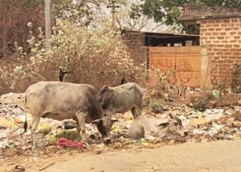 ରାଜସୁନାଖଳା ଅଞ୍ଚଳରେ ଚାଲିଛି ପଲିଥୁନର ଅବାଧ କାରବାର  