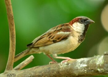 ଶୁଭୁନି ଆଉ କିଚିରିମିଚିରି ଶବ୍ଦ : ଲୋପ ପାଇଲାଣି ଘର ଚଟିଆ ବଂଶ