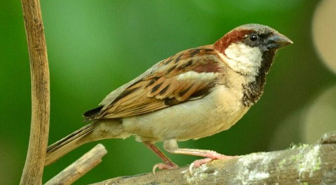 ଶୁଭୁନି ଆଉ କିଚିରିମିଚିରି ଶବ୍ଦ : ଲୋପ ପାଇଲାଣି ଘର ଚଟିଆ ବଂଶ