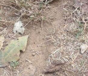 ବାଘ ଗର୍ଜନରେ ଅଞ୍ଚଳ ବାସୀ ଭୟଭୀତ : ବନ ବିଭାଗ ଲଗାଇଲା ସ୍ୱତନ୍ତ୍ର କ୍ୟାମେରା – ତନାଘନା ଆରମ୍ଭ