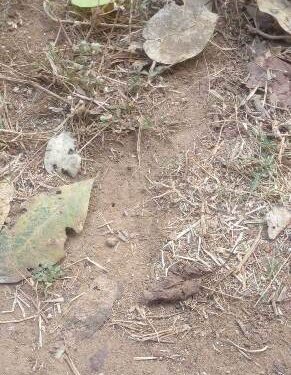 ବାଘ ଗର୍ଜନରେ ଅଞ୍ଚଳ ବାସୀ ଭୟଭୀତ : ବନ ବିଭାଗ ଲଗାଇଲା ସ୍ୱତନ୍ତ୍ର କ୍ୟାମେରା – ତନାଘନା ଆରମ୍ଭ