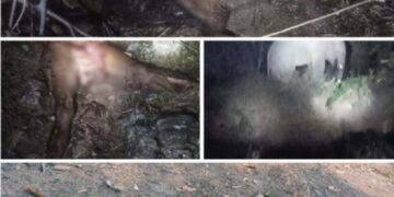 ଦନ୍ତା ହାତୀ ହାବୁଡ଼ରେ ପଡି ୩ ଯୁବକ ଙ୍କ ମୃତ୍ୟୁ : ୫୦ ଲକ୍ଷ ଟଙ୍କା ଲେଖାଏଁ ସହାୟତା ରାଶି ପ୍ରଦାନ ପାଇଁ ଦାବୀ