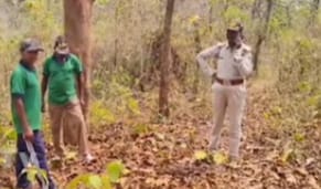 ବାଘ ଗାଈକୁ ମାରି ଖାଇବା ଘଟଣା ପରେ ବନ ବିଭାଗ ଲଗାଇଲା ୪ ଟ୍ରାପ କ୍ୟାମେରା