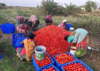 ମଧ୍ୟସ୍ଥିମୁକ୍ତ ବଜାର ଦିଗରେ ଓରମାସ-ଭାରତ ମସଲାର ମିଳିତ ଉଦ୍ୟମ