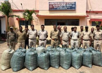 ଜଙ୍ଗଲ ପାହାଡିଆ ଅଞ୍ଚଳରୁ ୫୧୦ କେଜି ଗଞ୍ଜେଇ ଜବତ