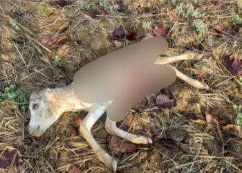 ଜଙ୍ଗଲୀ ଜନ୍ତୁ ଙ୍କ ଆକ୍ରମଣ ରେ ଗୋଟିଏ ବାଛୁରୀ ଛୁଆ ମୃତ : ଗୋଟିଏ ଆହତ