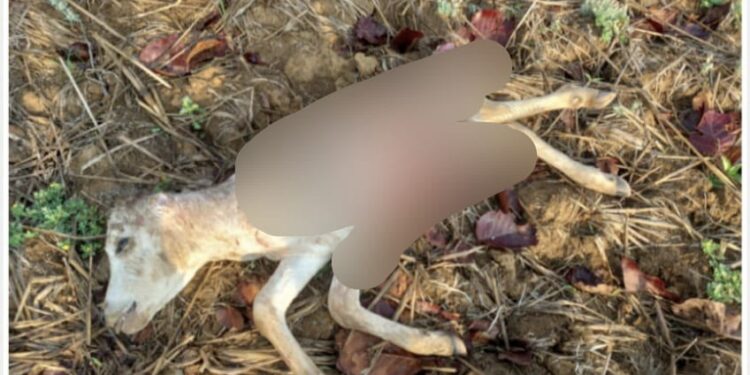 ଜଙ୍ଗଲୀ ଜନ୍ତୁ ଙ୍କ ଆକ୍ରମଣ ରେ ଗୋଟିଏ ବାଛୁରୀ ଛୁଆ ମୃତ : ଗୋଟିଏ ଆହତ