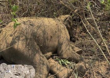 ହାତୀ ସୁରକ୍ଷା ଦିଗହରା : ବେଲଘରରେ ପୁଣି ଏକ ଦନ୍ତା ହାତୀ ମୃତ – ୪ ମାସରେ ମଲେଣି ୩ ହାତୀ