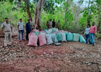 ପୋଲିସ ପାଟ୍ରୋଲିଂ ବେଳେ ଜଙ୍ଗଲ ଅଞ୍ଚଳରେ ଗଛିତ ଥିବା ୨୦୩୮ କେଜି ବେଆଇନ ଗଞ୍ଜେଇ ଜବତ