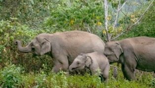 ବ୍ରାହ୍ମଣୀଗାଁ ବନାଞ୍ଚଳ ରେ ହାତୀପଲ : ବନ ବିଭାଗ ପକ୍ଷରୁ ସଚେତନତା