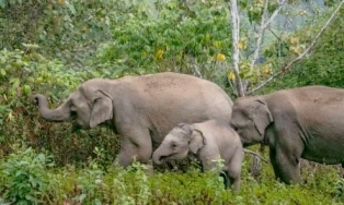 ବ୍ରାହ୍ମଣୀଗାଁ ବନାଞ୍ଚଳ ରେ ହାତୀପଲ : ବନ ବିଭାଗ ପକ୍ଷରୁ ସଚେତନତା