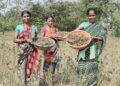 ମିଲେଟ୍ ଚାଷ ମାଧ୍ୟମରେ ମହିଳାଙ୍କୁ ସଶକ୍ତ କରୁଛି ଟିପିଏସ୍ଓଡିଏଲ୍