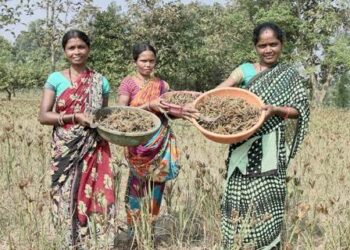 ମିଲେଟ୍ ଚାଷ ମାଧ୍ୟମରେ ମହିଳାଙ୍କୁ ସଶକ୍ତ କରୁଛି ଟିପିଏସ୍ଓଡିଏଲ୍