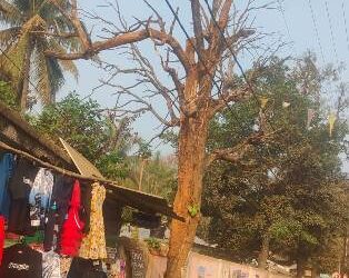 ବିପଦକୁ ନିମନ୍ତ୍ରଣ କରୁଛି : ଜାତୀୟ ରାଜପଥ ଓ ମୁଖ୍ୟ ବଜାର ମଧ୍ୟରେ ବିପଦପୂର୍ଣ୍ଣ ଶୁଖିଲା ଆମ୍ବ ଗଛ