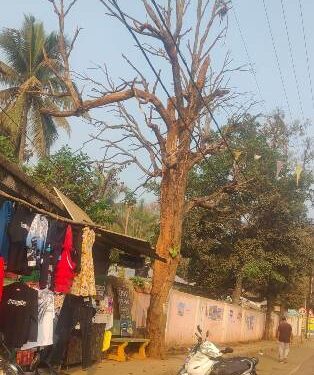ବିପଦକୁ ନିମନ୍ତ୍ରଣ କରୁଛି : ଜାତୀୟ ରାଜପଥ ଓ ମୁଖ୍ୟ ବଜାର ମଧ୍ୟରେ ବିପଦପୂର୍ଣ୍ଣ ଶୁଖିଲା ଆମ୍ବ ଗଛ