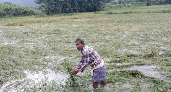 ଅମଳ ବେଳେ ବାତ୍ୟା ମାଡ଼, ଉଜାଡ଼ିଲା ଚାଷୀଙ୍କ ସ୍ୱପ୍ନ : ପନିପରିବା ସହ ଧାନ ଫସଲ ନଷ୍ଟ ଆଶଙ୍କା, କ୍ଷୟକ୍ଷତି ଆକଳନ କରି ସହାୟତା ଦେବାକୁ ଦାବି