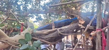 ସବରେଜିଷ୍ଟର ଅଫିସ ସମ୍ମୁଖ ବରଗଛ ଡାଳ ଭାଙ୍ଗିଲା ଅଳ୍ପକେ ରକ୍ଷାପାଇଲେ ଓକିଲ, ମୋହରିର ଓ ଷ୍ଟାମ୍ପ ଭେଣ୍ଡର