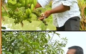 ଉଦ୍ୟାନ କୃଷି ରେ ଅଭିମନ୍ୟୁ ସୃଷ୍ଟି କରିଛନ୍ତି ନୂଆ ପରିଚୟ
